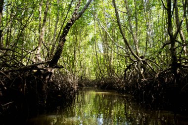 Güney Tayland 'daki Ko Yao adasındaki Mangrove Ormanı.