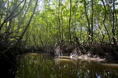 Güney Tayland 'daki Ko Yao adasındaki Mangrove Ormanı.
