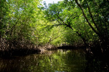 Güney Tayland 'daki Ko Yao adasındaki Mangrove Ormanı.