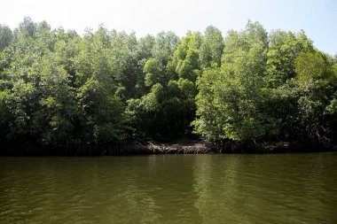 Güney Tayland 'daki Ko Yao adasındaki Mangrove Ormanı.