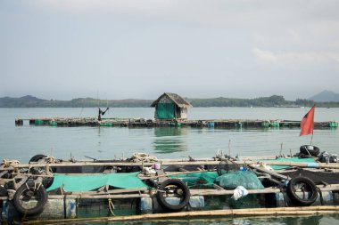 Tayland 'ın güneyindeki Ko Yao adasında ıstakoz çiftliği..