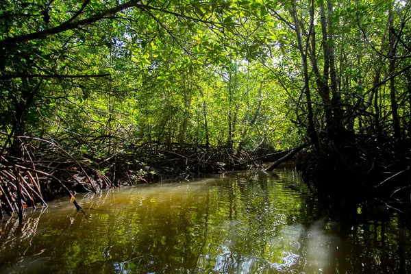 Güney Tayland Daki Yao Adasındaki Mangrove Ormanı — Stok fotoğraf