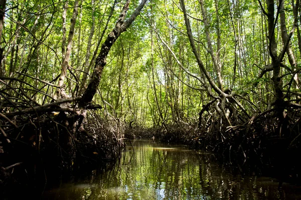 Güney Tayland Daki Yao Adasındaki Mangrove Ormanı — Stok fotoğraf