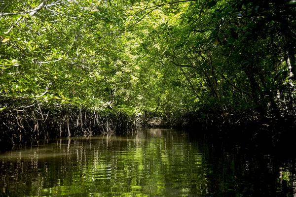 Mangrove Skog Yao Södra Thailand — Stockfoto