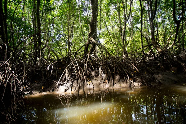 Мангровые Леса Острове Юге Таиланда — стоковое фото