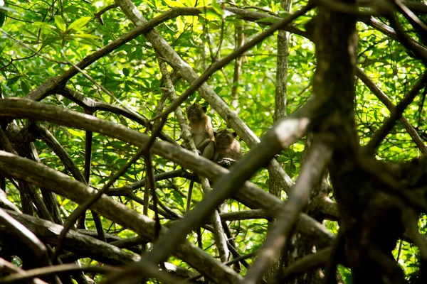 Tayland Güneyindeki Yao Adasındaki Bir Mangrov Ormanındaki Küçük Maymunlar — Stok fotoğraf