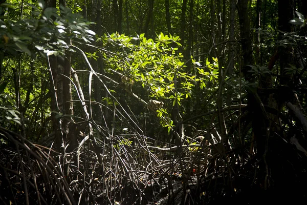 Mangrovenwald Auf Der Insel Yao Süden Thailands — Stockfoto