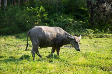 Krabue bufalosu, Tayland bufalosu ya da Tayland bufalosu, Tayland 'a özgü büyük bir bufalo türüdür..