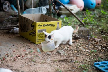 Tayland 'ın güneyindeki Ko Yao adasında bir köyde kedi ailesi..