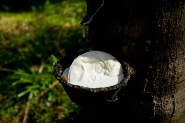 Güney Tayland 'daki Ko Yao Adası' nda kauçuk ağaçlı organik tarlalar..