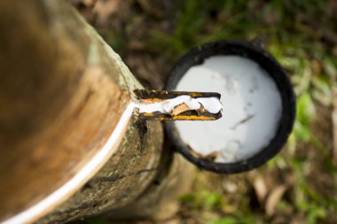 Güney Tayland 'daki Ko Yao Adası' nda kauçuk ağaçlı organik tarlalar..