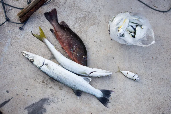 Odrůda Ryb Shromážděných Pobřeží Ostrova Yao Jihu Thajska — Stock fotografie
