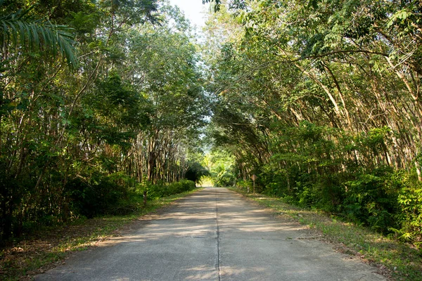 Straße Inmitten Eines Baumwaldes Auf Der Insel Yao Süden Thailands — Stockfoto