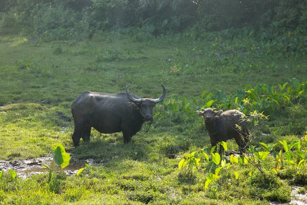 克拉布水牛 暹罗水牛 泰国水 或泰国沼泽水牛 是一种原产于泰国的大型水牛品种 — 图库照片