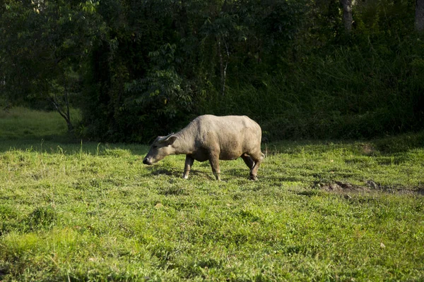 Krabue Buffalo Siamilainen Puhveli Thaimaan Vesi Tai Thaimaan Suo Puhveli — kuvapankkivalokuva