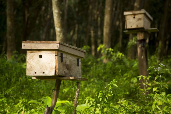 Деревянный Пчелиный Домик Ферме Острове Юге Таиланда — стоковое фото