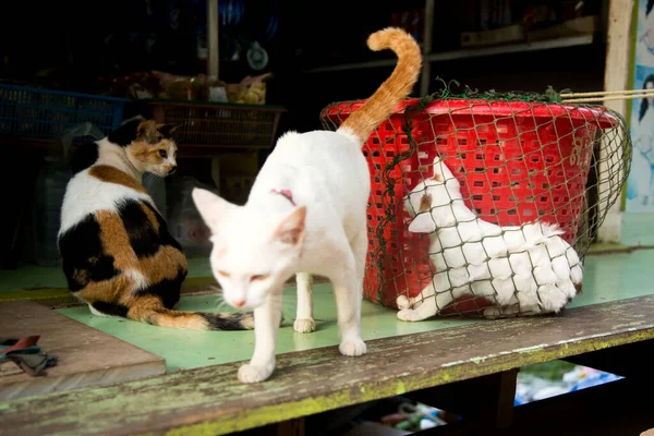 Katzenfamilie Einem Dorf Auf Der Insel Yao Süden Thailands — Stockfoto