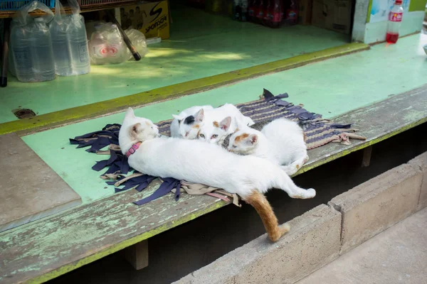 泰国南部高瑶岛上一个村庄里的猫的家庭 — 图库照片