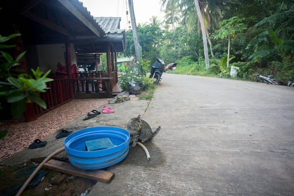 Katzenfamilie Einem Dorf Auf Der Insel Yao Süden Thailands — Stockfoto