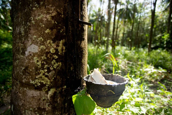 Floresta Árvores Borracha Plantação Orgânica Ilha Yao Sul Tailândia — Fotografia de Stock
