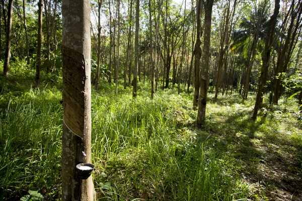 Güney Tayland Daki Yao Adası Nda Kauçuk Ağaçlı Organik Tarlalar — Stok fotoğraf