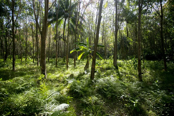 Gummiträd Skog Ekologisk Plantering Yao Island Södra Thailand — Stockfoto