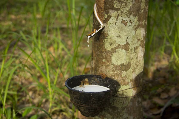 Güney Tayland Daki Yao Adası Nda Kauçuk Ağaçlı Organik Tarlalar — Stok fotoğraf