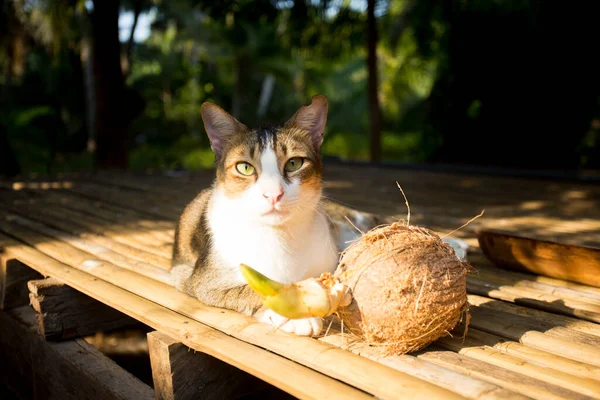 Eine Katze Sitzt Entspannt Neben Einer Kokosnuss — Stockfoto