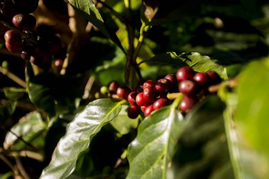 Kırmızı kahve çekirdeklerinin detayları. Tayland 'ın Chiang Mai şehrinin batısındaki organik kahve çiftliği..