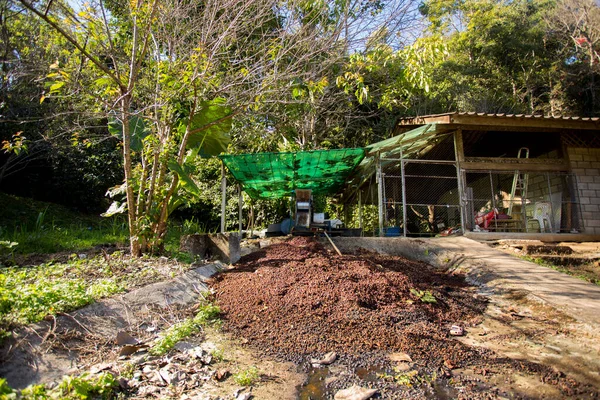 Bio Kaffeeplantage Westen Der Stadt Chiang Mai Thailand — Stockfoto