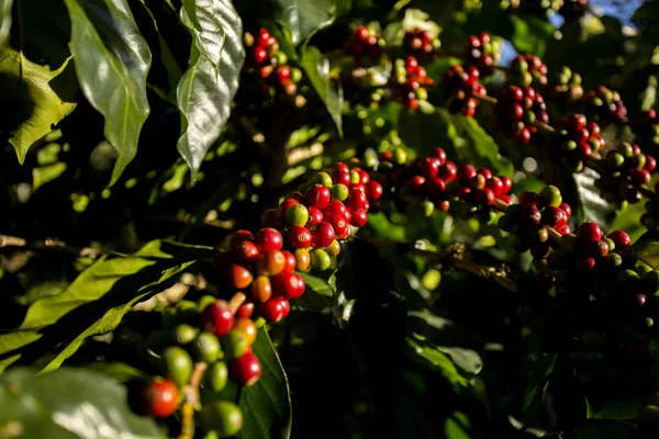 Details Van Rode Koffiebonen Biologische Koffieplantage Het Westen Van Stad — Stockfoto