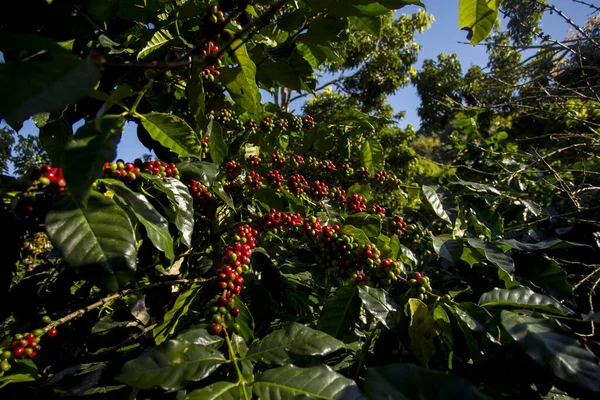Detaily Červených Kávových Zrn Organická Kávová Plantáž Západě Města Chiang — Stock fotografie