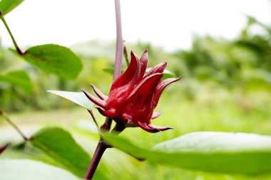 Hibiscus sabdariffa, Malvaceae familyasından, tropikal Afrika, Mısır ve Sudan 'dan Senegal' e kadar uzanan bir ambar türü..
