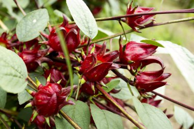 Hibiscus sabdariffa, Malvaceae familyasından, tropikal Afrika, Mısır ve Sudan 'dan Senegal' e kadar uzanan bir ambar türü..