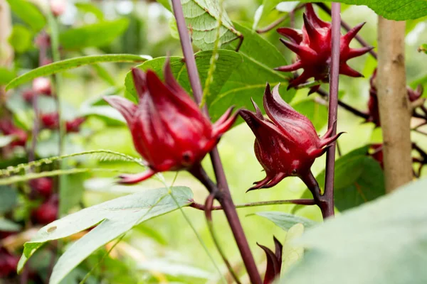 Hibiscus Sabdariffa Jest Hibiskusem Rodziny Malvaceae Pochodzącym Afryki Tropikalnej Egiptu — Zdjęcie stockowe