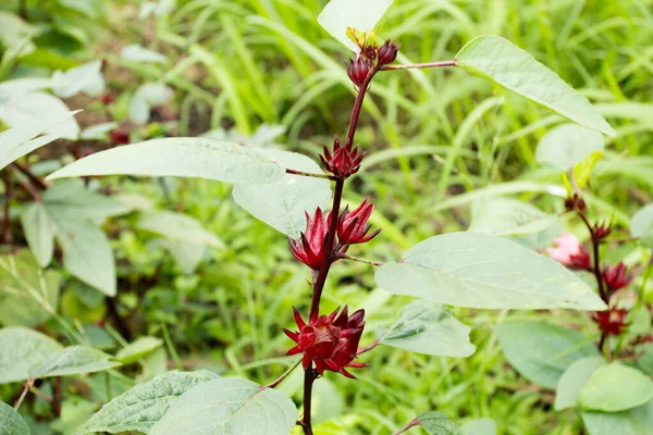 Hibiscus Sabdariffa Jest Hibiskusem Rodziny Malvaceae Pochodzącym Afryki Tropikalnej Egiptu — Zdjęcie stockowe