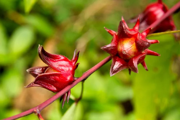 Hibiscus sabdariffa, Malvaceae familyasından, tropikal Afrika, Mısır ve Sudan 'dan Senegal' e kadar uzanan bir ambar türü..