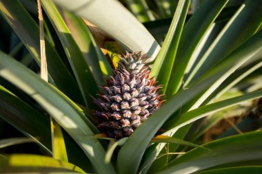 Kuzey Chiang Mai, Tayland 'ın Mae Taeng bölgesindeki dağlarda organik ananas tarlaları.