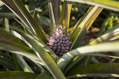 Kuzey Chiang Mai, Tayland 'ın Mae Taeng bölgesindeki dağlarda organik ananas tarlaları.