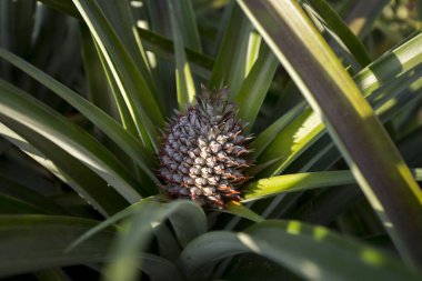 Kuzey Chiang Mai, Tayland 'ın Mae Taeng bölgesindeki dağlarda organik ananas tarlaları.