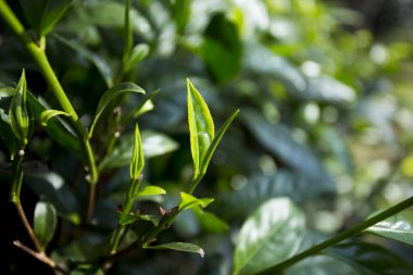 Tayland 'ın kuzeyinde, Chiang Mai yakınlarında organik yeşil çay çiftliği..