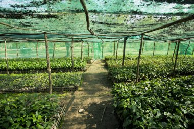 Tayland 'ın kuzeyinde, Chiang Mai yakınlarında organik yeşil çay çiftliği..