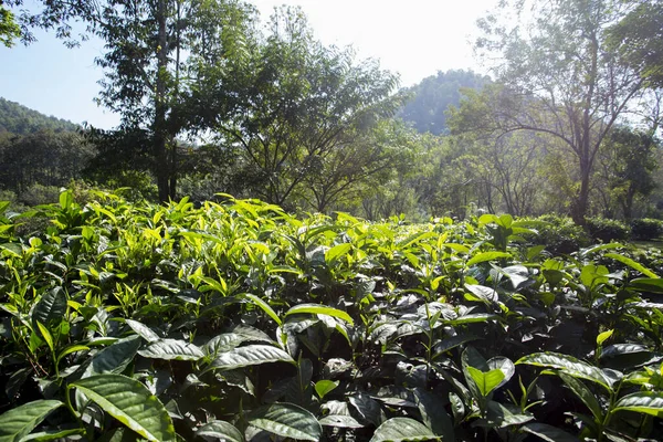 Plantação Chá Verde Orgânico Norte Tailândia Perto Chiang Mai — Fotografia de Stock