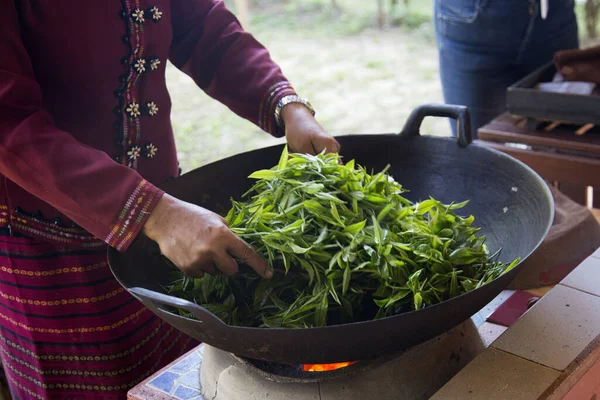 Mujer Secando Hojas Verde Una Plantación Verde Orgánico Norte Tailandia —  Fotos de Stock