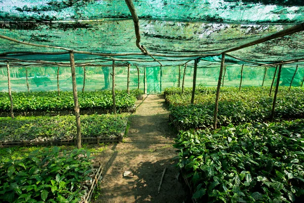 Plantacja Ekologicznej Zielonej Herbaty Północy Tajlandii Pobliżu Chiang Mai — Zdjęcie stockowe