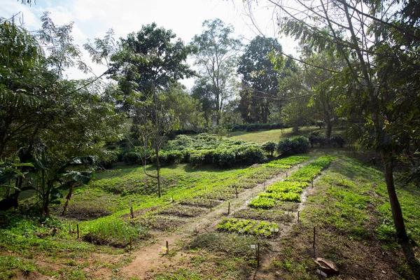 Органическая Плантация Зеленого Чая Севере Таиланда Возле Чиангмая — стоковое фото