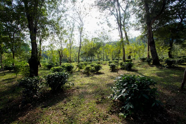 Органическая Плантация Зеленого Чая Севере Таиланда Возле Чиангмая — стоковое фото