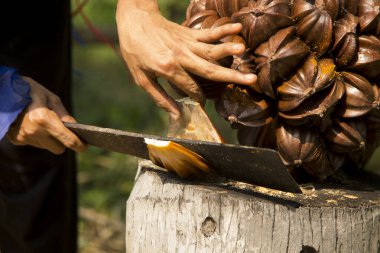 Tayland 'ın Samut Songkram bölgesinde Nipa palmiye meyvesi.