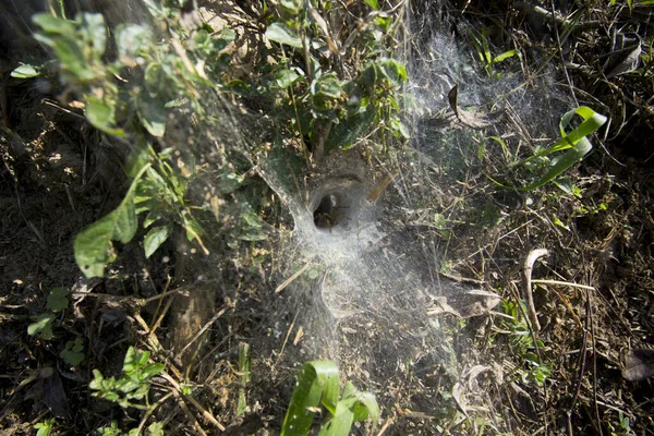 Hämähäkinpesä Paksu Hämähäkinverkko Metsässä Chiang Mai Thaimaassa — kuvapankkivalokuva