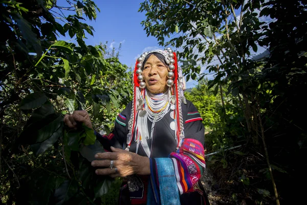 Chiang Mai, Tayland; 1 Ocak 2023: Tayland 'ın kuzeyindeki yerli Akha kabilesinden yaşlı bir kadın organik kahve tarlasında.